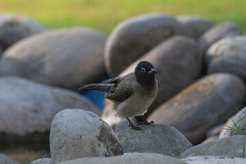 White spectacled Bulbul