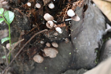 Psilocybe or Panaeolus mushrooms. Small pale brown mushrooms growing on a decaying tree stump or plant material. The mushrooms have delicate stem and dome-shaped caps. Black spored saprotrophic.