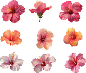 collection of flowers