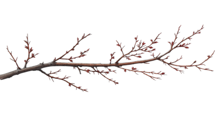 Brown Tree Branch with Red Buds isolated on a transparent background