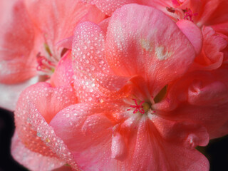 Kleine Blüten in rosa, ein Macro von Pelargonie 