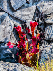 The composition, made up of dried Phalaris and crested celosia, looks great on a dark gray background.