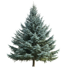 Colorado Blue Green Spruce Evergreen Tree Nature