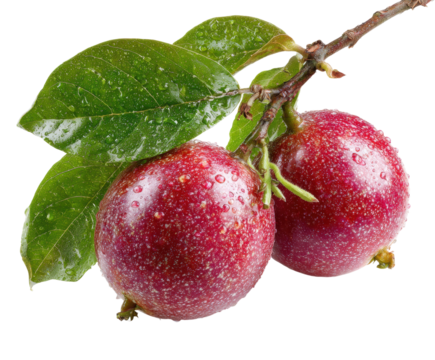 Harvesting juicy red fruits orchard food nature isolated on transparent background