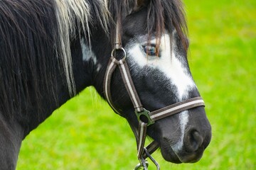 Portrait of beautiful blue eyes horse in the farm in green nature close macro details