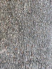 Detailed gray tree bark texture for natural background