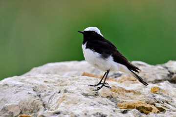 Naklejka premium Nonnensteinschmätzer - Männchen // Pied wheatear - male (Oenanthe pleschanka) - Donaudelta, Rumänien