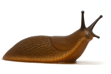 Brown slug gastropod mollusc moving transparent background