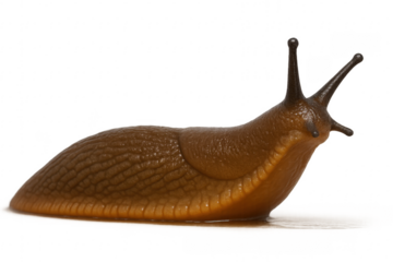 Brown slug gastropod mollusc moving transparent background