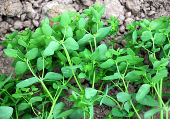 Euphorbia peplus grows in nature as a weed