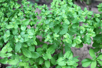 Euphorbia peplus grows in nature as a weed