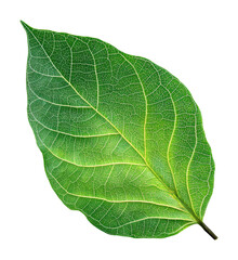 Obraz premium Vibrant green leaf nature still life outdoors isolated on transparent background