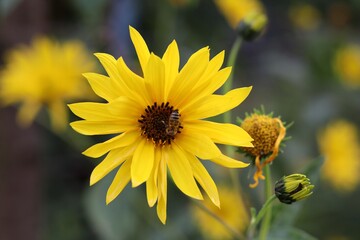 yellow flowers in the garden