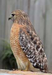 Red tailed hawk buteo on fence background, closeup 