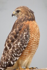 Red shouldered hawk in Florida nature, closeup