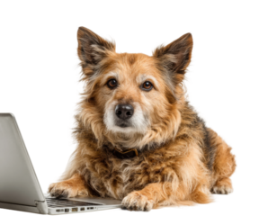 Dog working on laptop at home animal portrait isolated on transparent background
