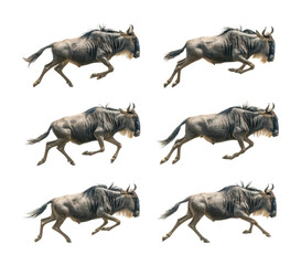 Fototapeta premium Wildebeest running in nature animal grassland scene isolated on transparent background