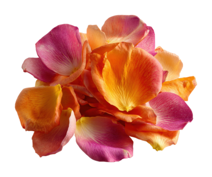 Colorful rose petals floral arrangement nature isolated on transparent background