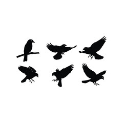 Fototapeta premium Silhouette collection majestic birds in flight and perched diverse poses vector