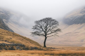 Solitary bare tree standing on a grassy hillside, surrounded by a misty valley landscape with rolling hills in the fog