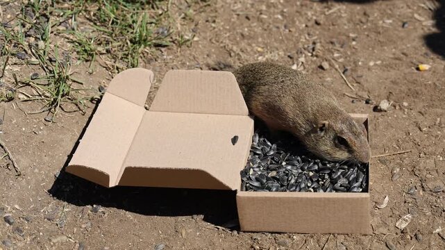 European ground squirrel, National park Muranska Planina, Slovakia.

