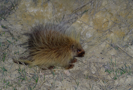 A porcupine in the wild at night in North Dakota