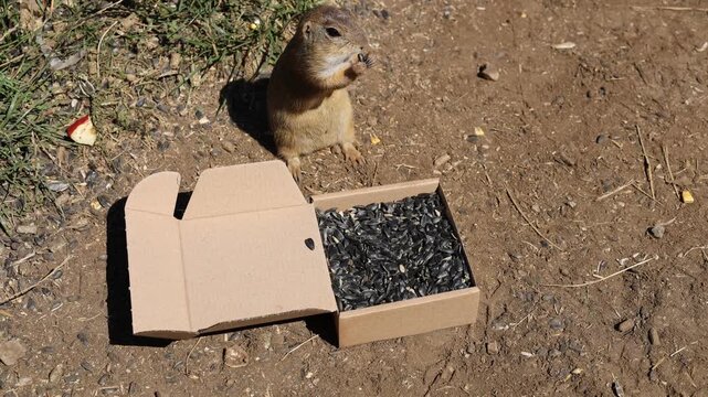 European ground squirrel, National park Muranska Planina, Slovakia.

