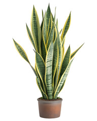 Sansevieria trifasciata snake plant in a pot isolated on transparent background