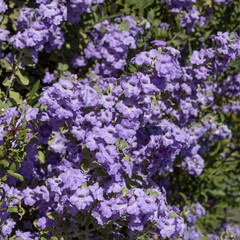 Obraz premium Leucophyllum langmaniae
