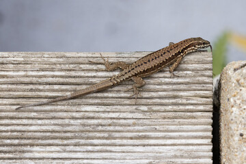 Lézard des murailles 