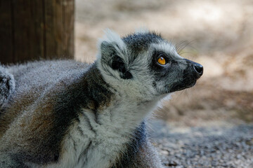Naklejka premium portrait of a ring-tailed lemur