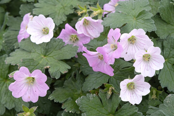 Géranium vivace rose