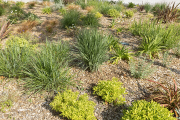 Gramin&eacute;es et Pittosporum tobira