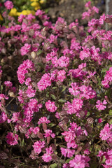 Silene pendula triumph.