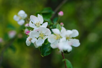 white apple blossoms on a branch among green leaves
