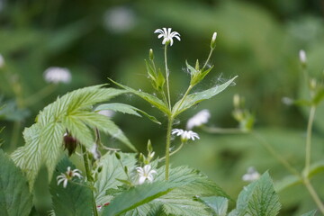 small white flowers on a green background of grass
