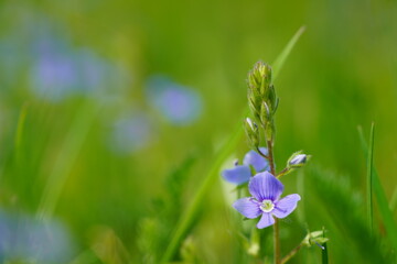 small blue flowers on a green background of grass
