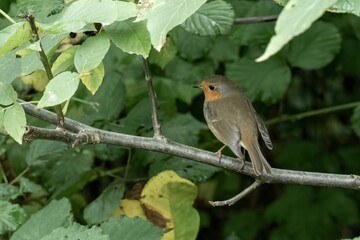 European robin perching on branch in green foliage