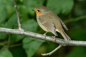European robin bird resting on tree branch
