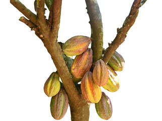 orange cocoa pods grow on trees. The cocoa tree, cacao with fruits, Raw cocoa cacao tree on transparent.