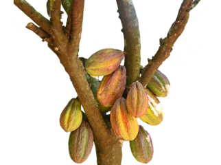 orange cocoa pods grow on trees. The cocoa tree, cacao with fruits, Raw cocoa cacao tree on transparent.
