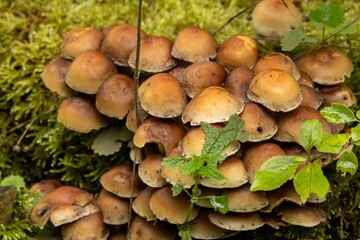Woodland fungi growing on mossy forest floor