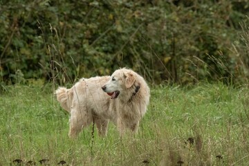 Obraz premium Golden retriever dog panting in green field exploring nature