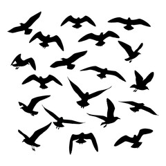 Silhouettes of soaring seagulls against a bright sky, a flock in flight.