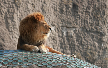 lion on the roof
