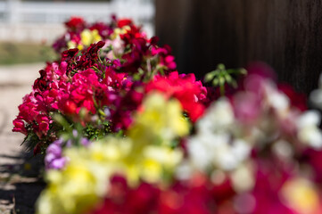 Naklejka premium FLORES COLORIDAS