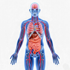 3D Full Body Human Anatomy Illustration with Circulatory System and Internal Organs