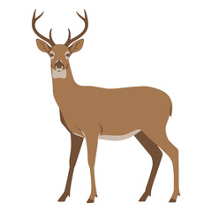 Majestic male deer with antlers standing proudly facing forward on a clean white background
