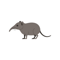 Cute cartoon illustration of a grey elephant shrew with a long snout and tail standing on a white background