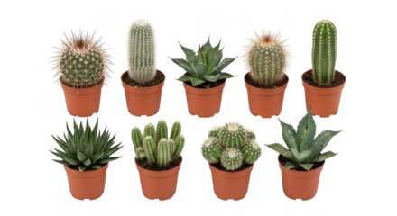 Collection of potted cacti and succulents diverse desert plants arrangement